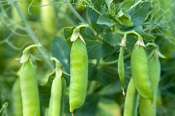 rotation des cultures de maïs