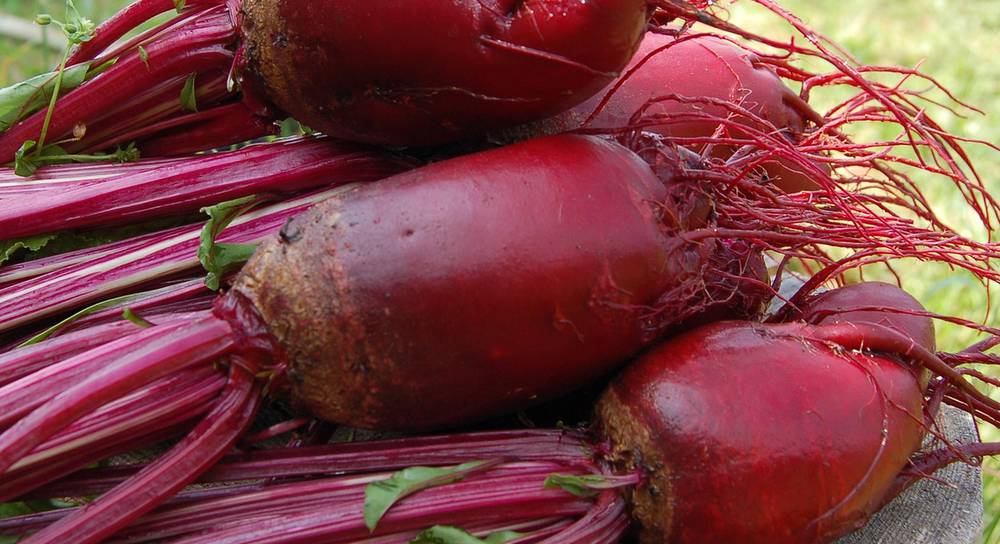 หัวบีทรูท โอปอล