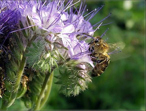 เมล็ดปุ๋ยพืชสด