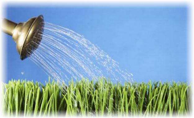 การรดน้ำหน่อไม้ฝรั่ง