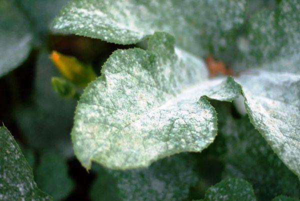 โรคราแป้ง