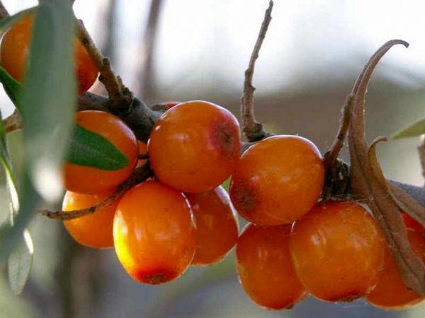 sapin à l'argousier