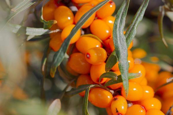 fruits de l'argousier