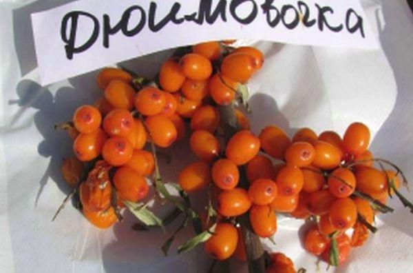 Poucette d'argousier