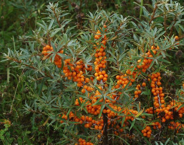 L'argousier préféré