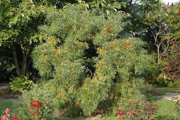La beauté de Moscou