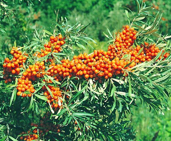 argousier Vladimirka