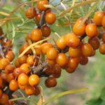 ผลซีบัคธอร์น