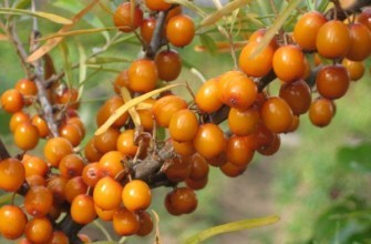 ผลซีบัคธอร์น