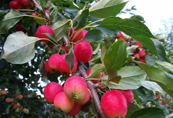 พันธุ์ราเนตก้าแดง