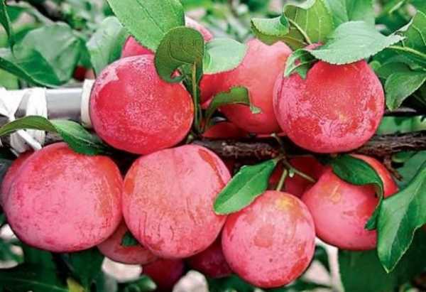 พลัมครัสโนเซลสกายา