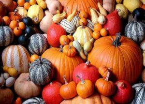 50 พันธุ์ฟักทองที่ดีที่สุดพร้อมคำอธิบายและลักษณะเด่นสำหรับการปลูกกลางแจ้ง