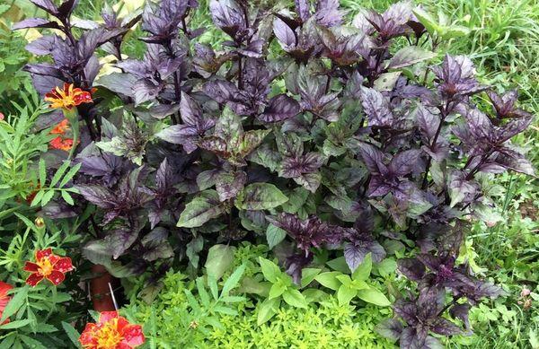 โหระพาในแปลงดอกไม้