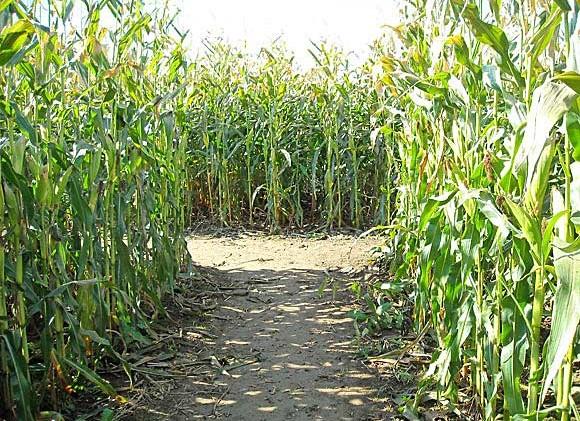 ข้าวโพดจำนวนมาก