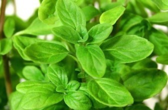 สมุนไพรรสเผ็ด