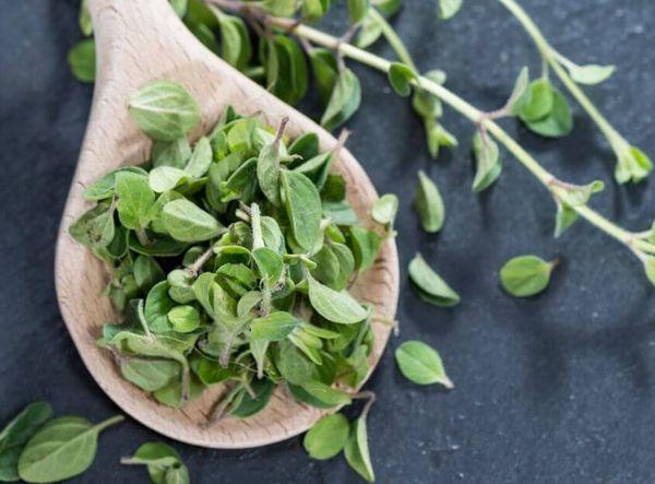 สมุนไพรมาร์จอแรม