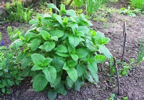 พุ่มมาร์จอแรม