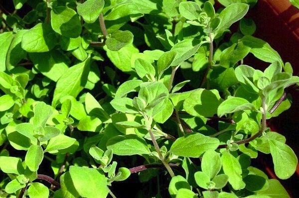 เตียงมาร์จอแรม