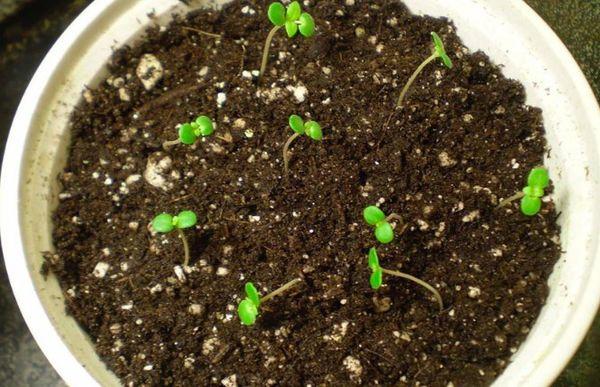 มาร์จอแรมจากเมล็ด