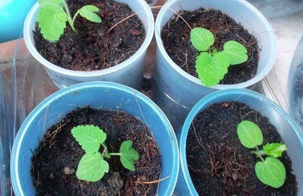 ต้นกล้ามาร์จอแรม