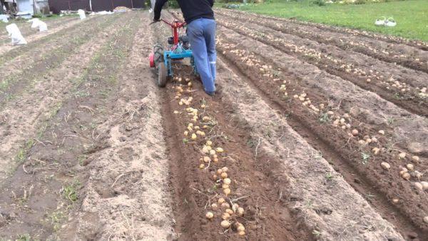arracher des pommes de terre avec un tracteur à conducteur marchant