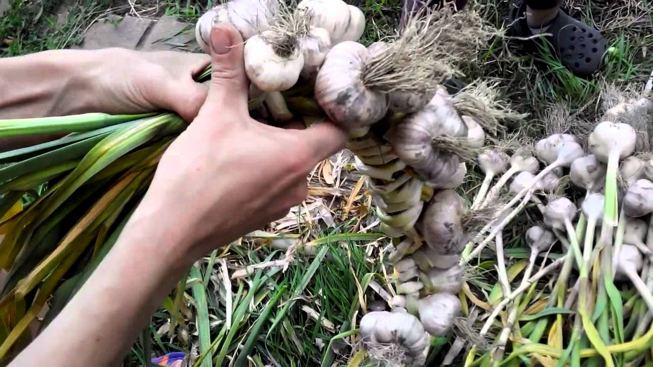 กระเทียมเยอะมาก