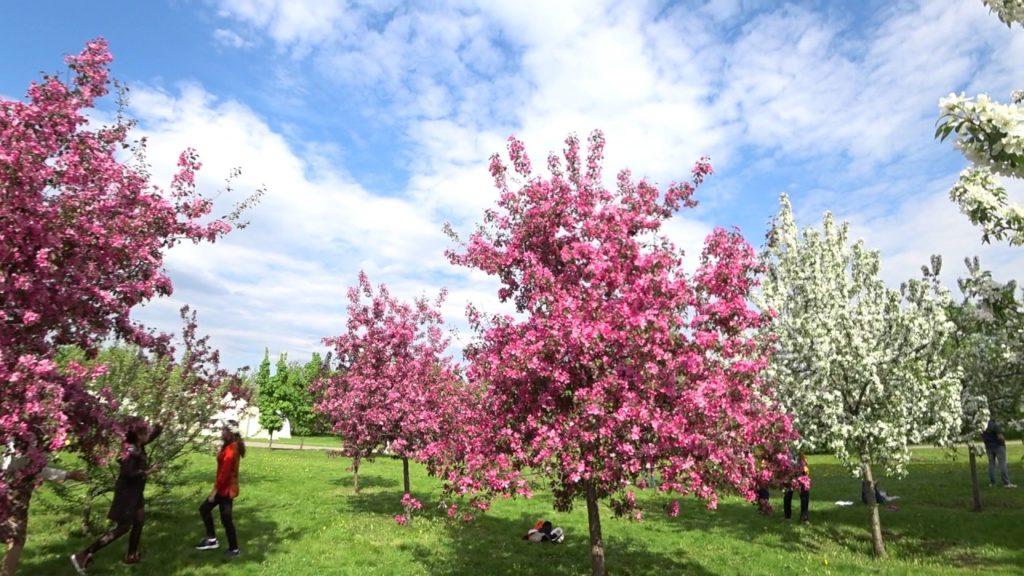 ต้นแอปเปิ้ลที่สวยงาม