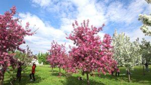 คำอธิบายต้นแอปเปิ้ล Nedzvetsky ประดับ เทคโนโลยีการเพาะปลูก