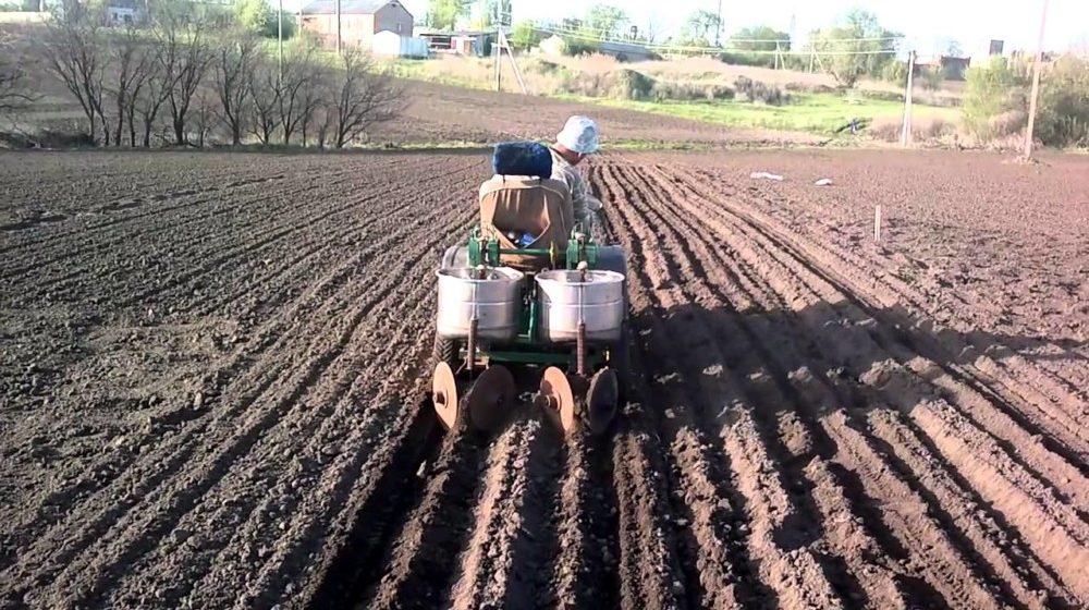 การปลูกกระเทียม