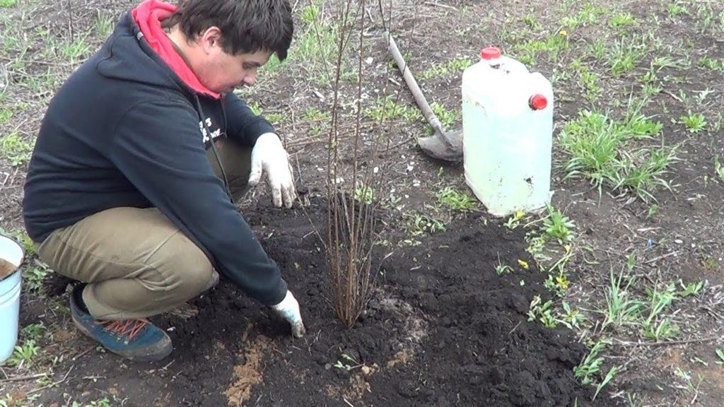 เชอร์รี่สักหลาด