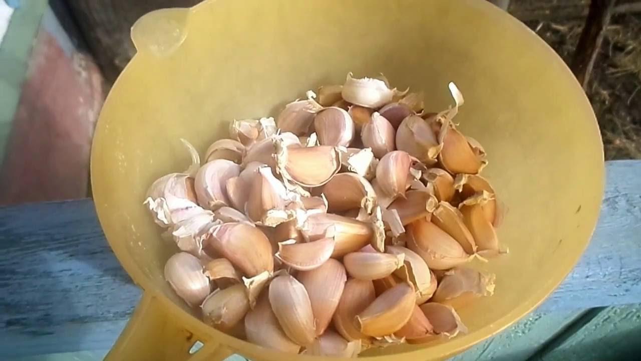 กลีบกระเทียม