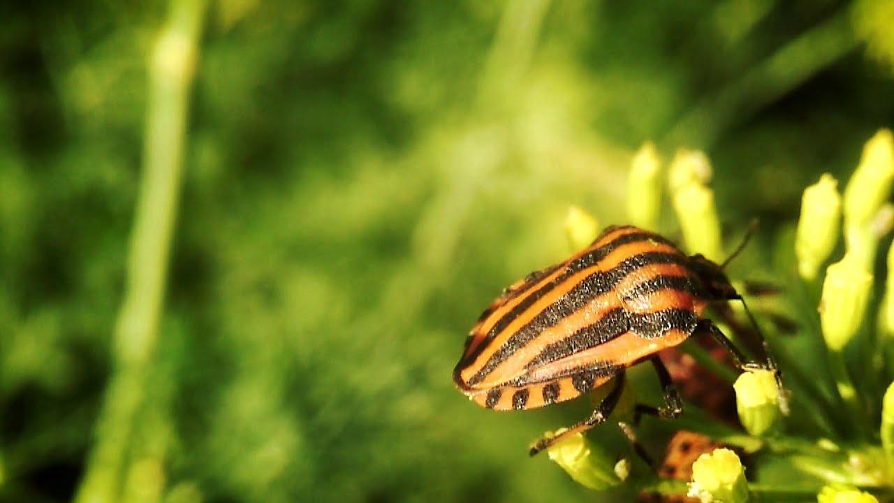 แมลงโล่ลาย