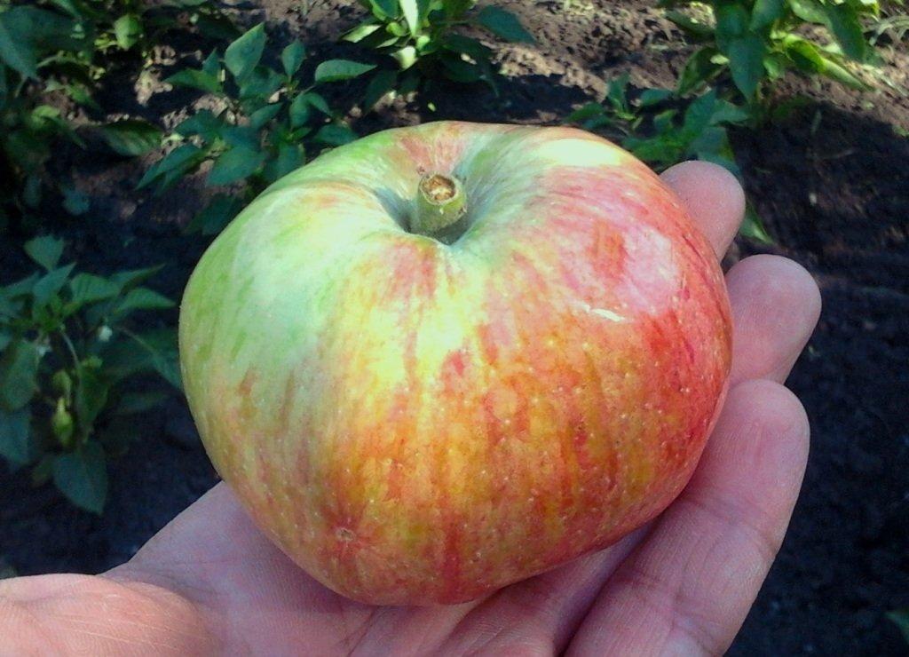 แอปเปิ้ลในมือ