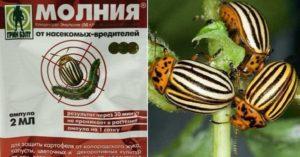 คำแนะนำในการใช้ยา Lightning Remedy สำหรับแมลงมันฝรั่งโคโลราโด