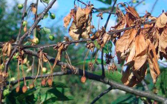 โรค Moniliosis บนเชอร์รี่