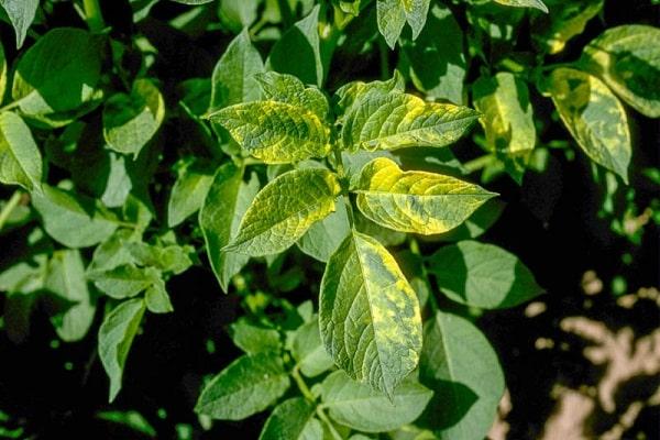 รอยย่นของมันฝรั่ง