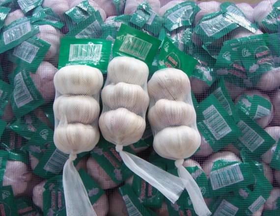 กระเทียมจีน