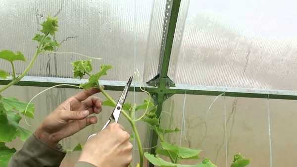 cultiver des courges