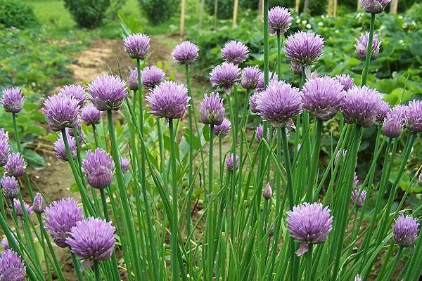 การปลูกกระเทียม