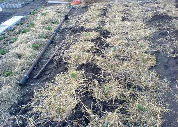 การคลุมดินมันฝรั่ง