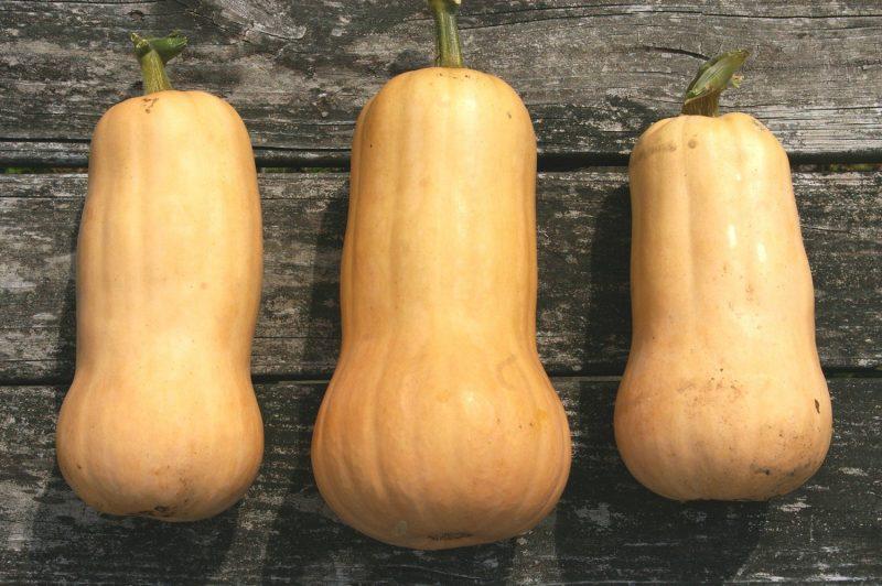 ฟักทองที่เดชา