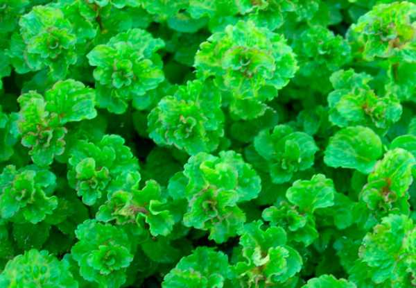 สะระแหน่