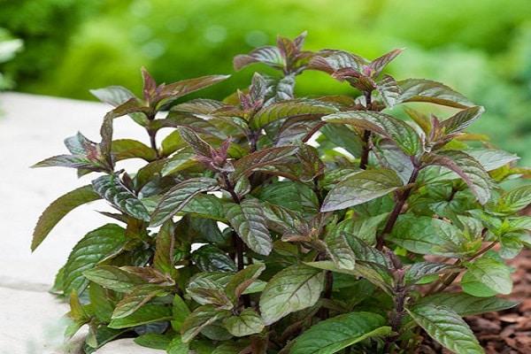 การดูแลมิ้นต์