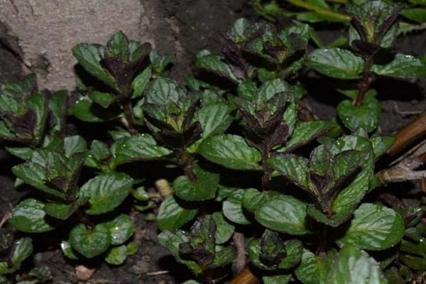 ช็อกโกแลตมิ้นต์