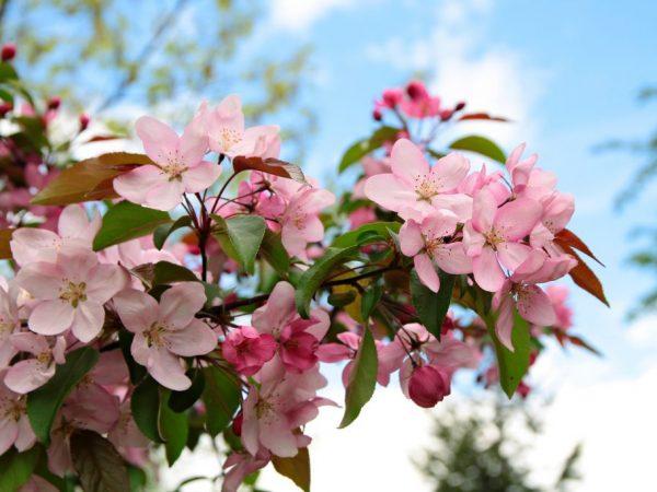 ดอกแอปเปิ้ล