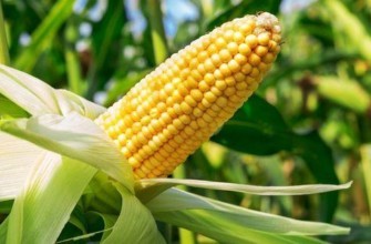 ข้าวโพดสุก