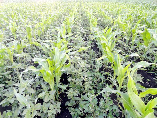 วัชพืชในข้าวโพด