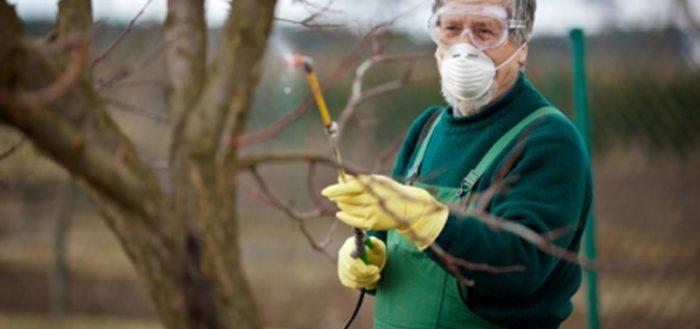 การฆ่าเชื้อต้นแอปเปิล