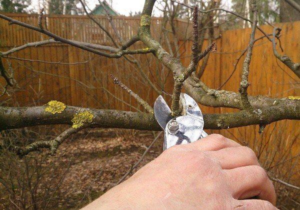 การตัดแต่งต้นไม้ผล