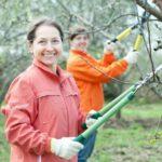 การตัดแต่งกิ่งไม้